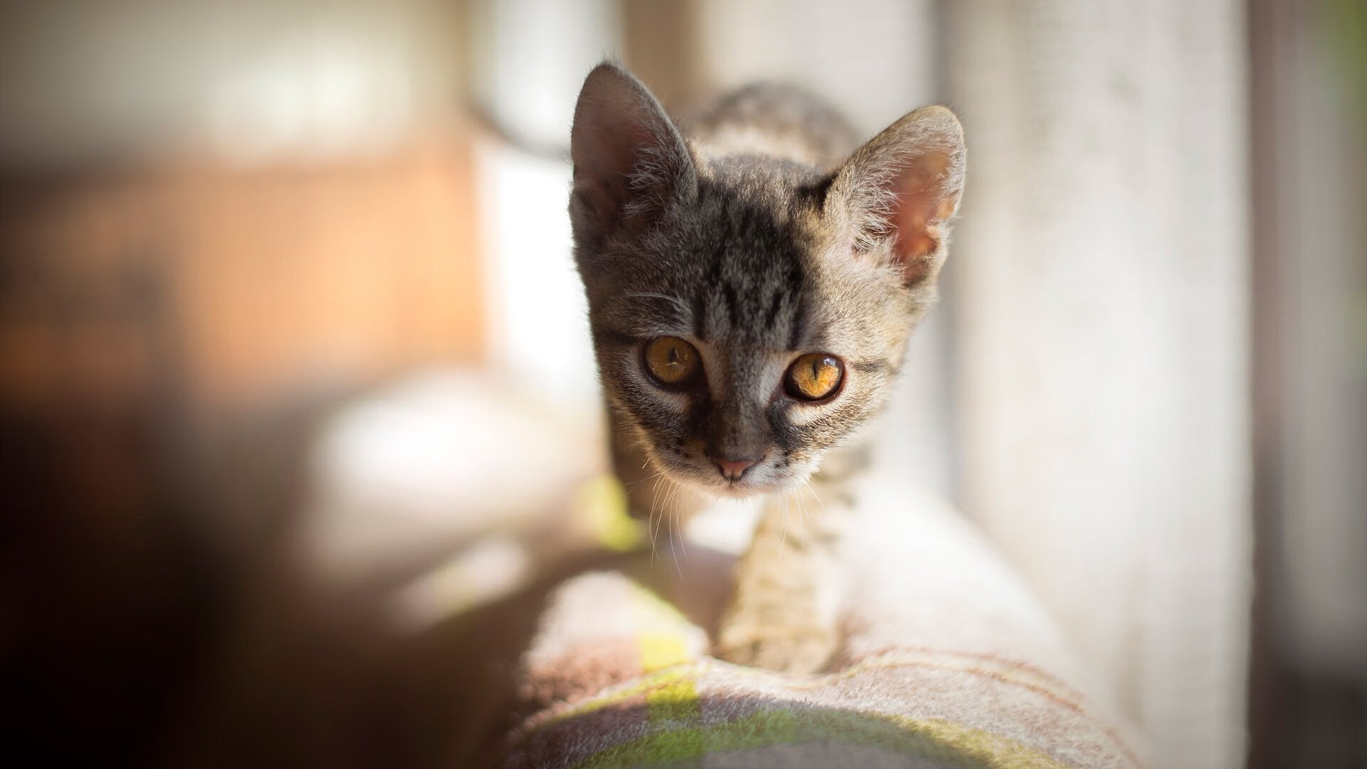 京多安神勇掌控，苏格兰强势拿下中国