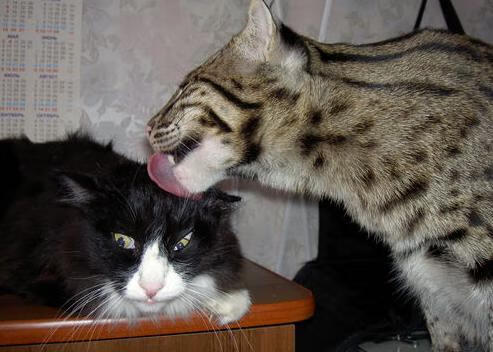 加维的幻影突破，当西班牙金童穿越至法苏之战，防线在真实与虚构间崩塌