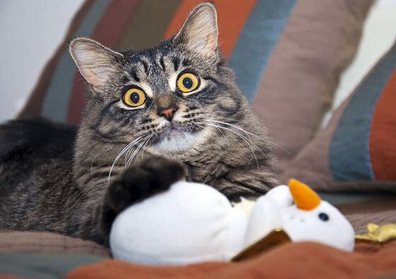 开云体育app-棋高一着，福登闪耀全场，葡萄牙战术布局完美压制拜仁