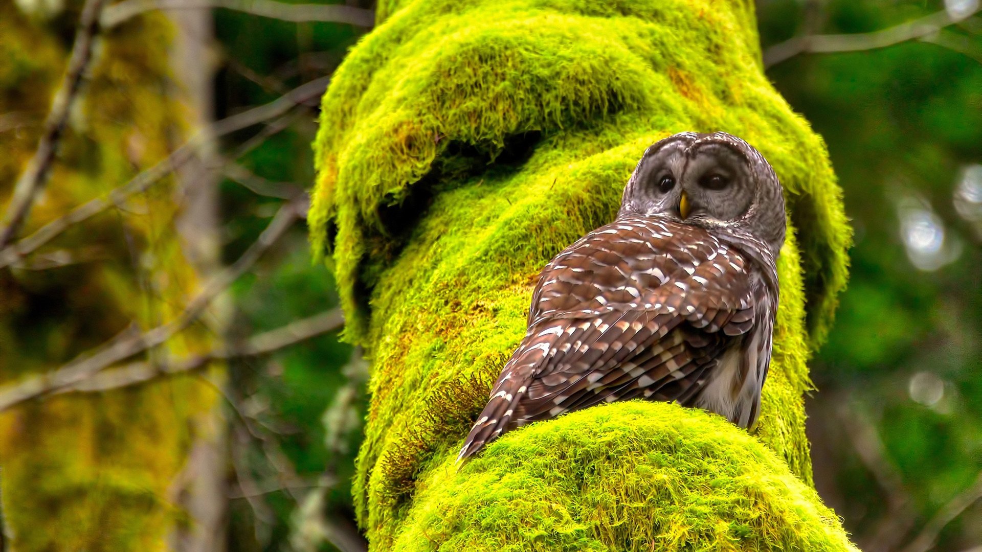单节定江山，老鹰惊世逆转马刺的东决传说