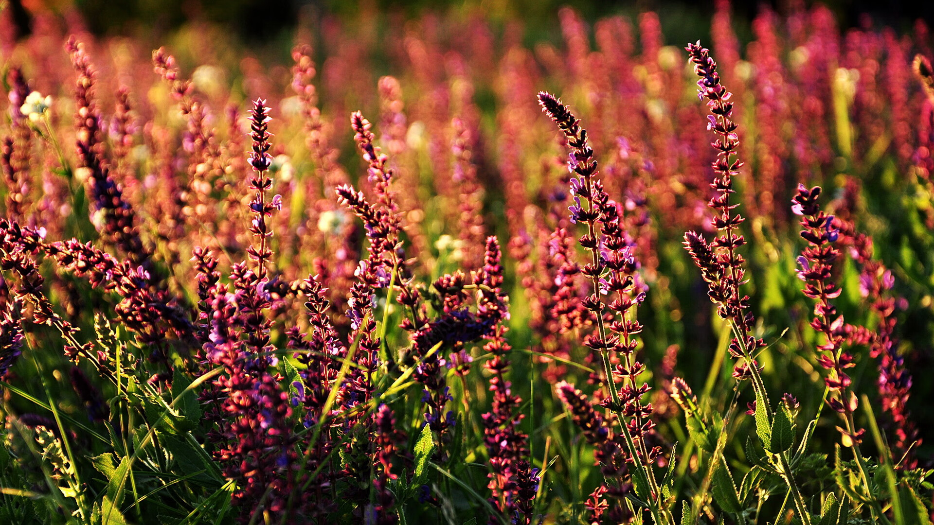 篮球之神降临,班凯罗在中国夜空打出的唯一统治级数据