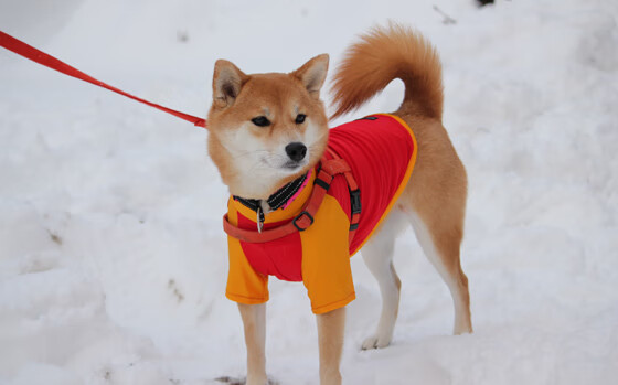 开云官网-孤星逆流，当塔图姆扛起开拓者对抗洛杉矶洪流