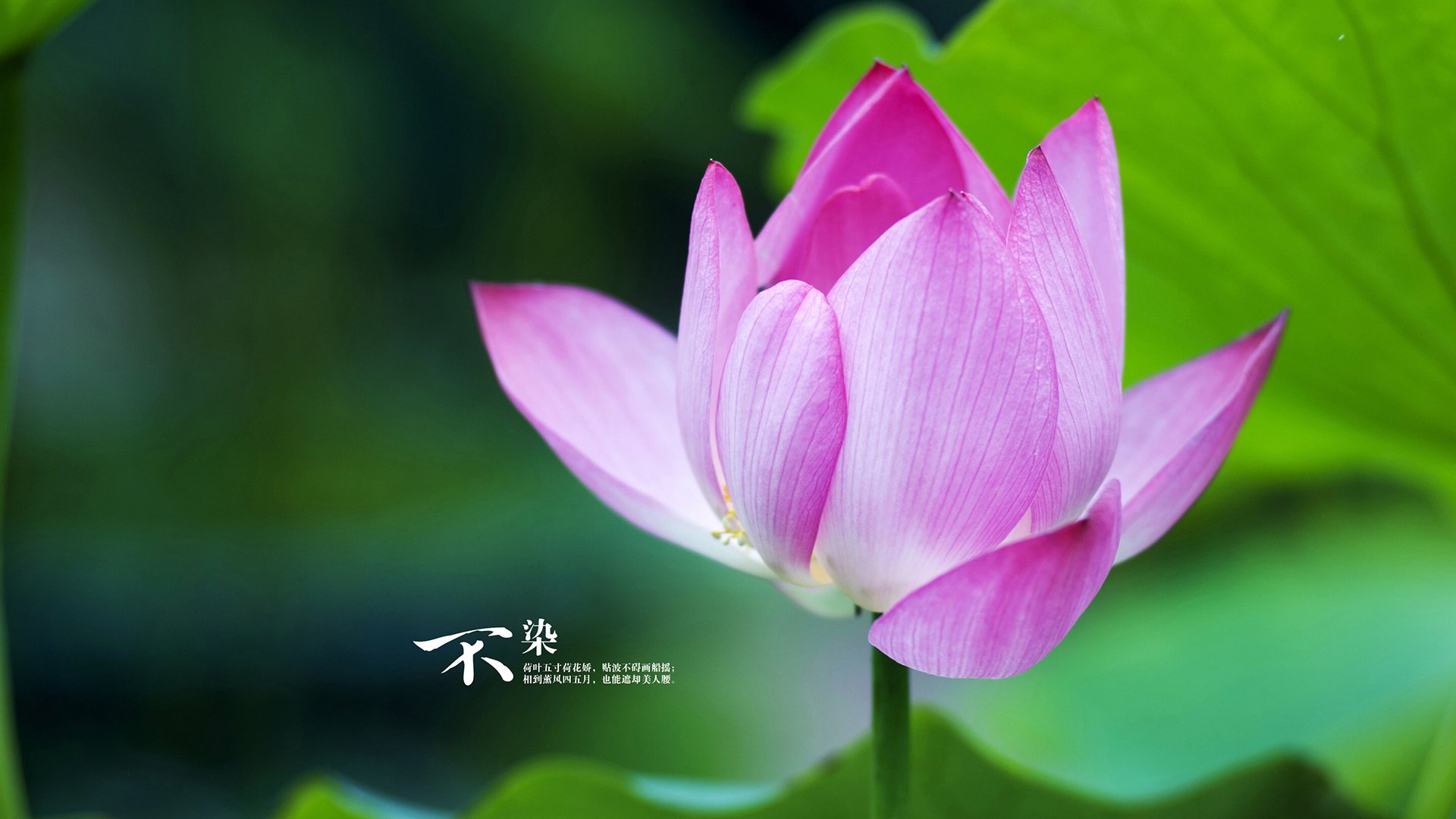 尤文图斯对阵美国足球，一场关于唯一性的终极对垒，及隐藏赢家卡马文加的稳定输出哲学