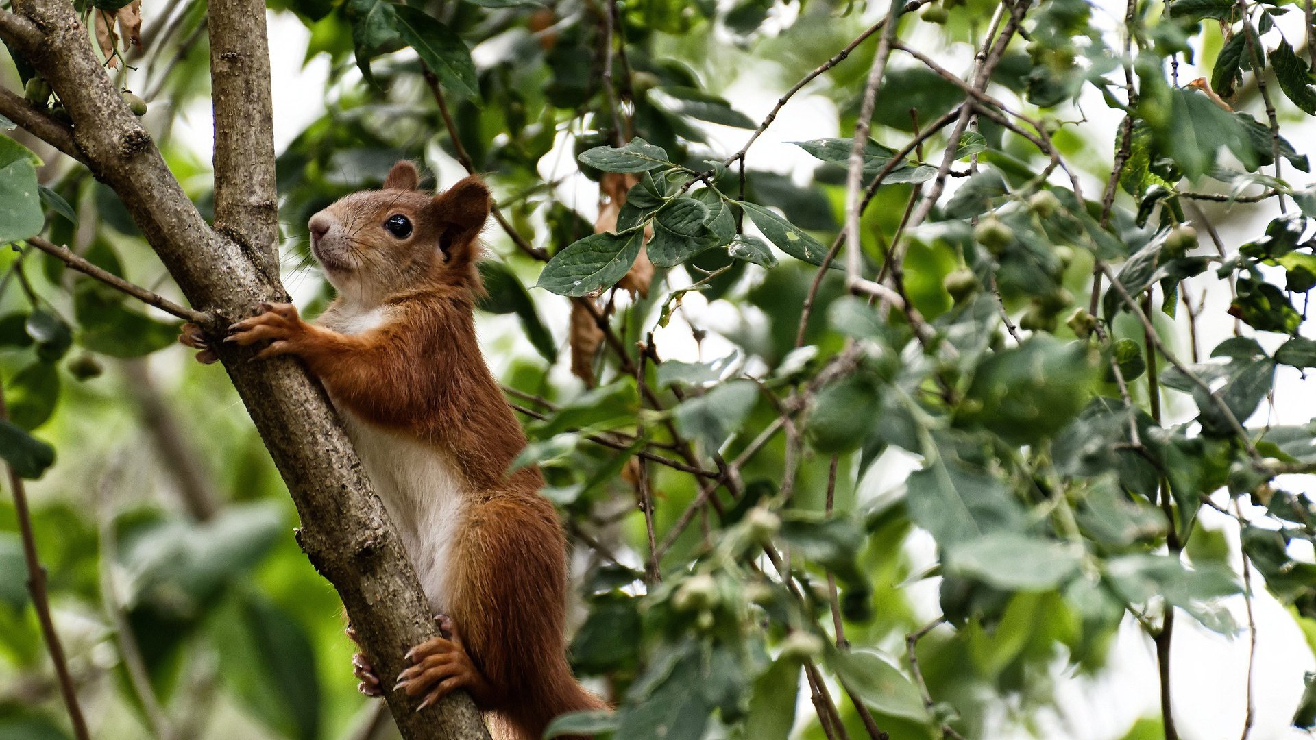 开云-唯一性,当北京队击败开拓者,克莱成为关键先生