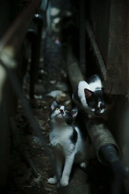 绿茵棋局中的独舞者，本泽马如何以攻防转换核心身份定义拉齐奥对阵西班牙之战的唯一性