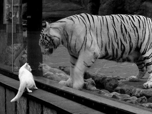 巅峰对决!新疆队力克广厦队,拉梅洛关键一投定胜负