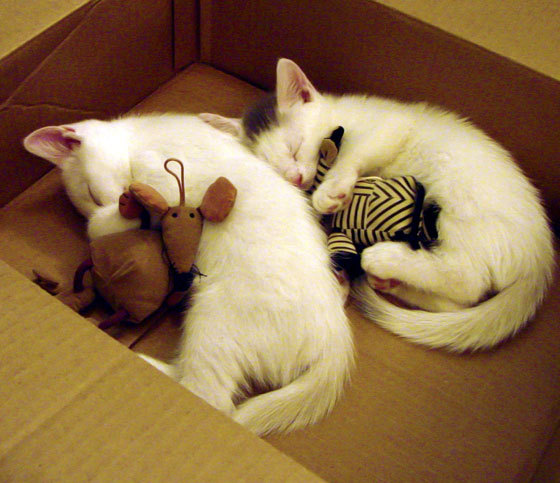 当欧冠舞台照进亚洲杯预选赛，伊拉克3-0希腊的铁血启示录