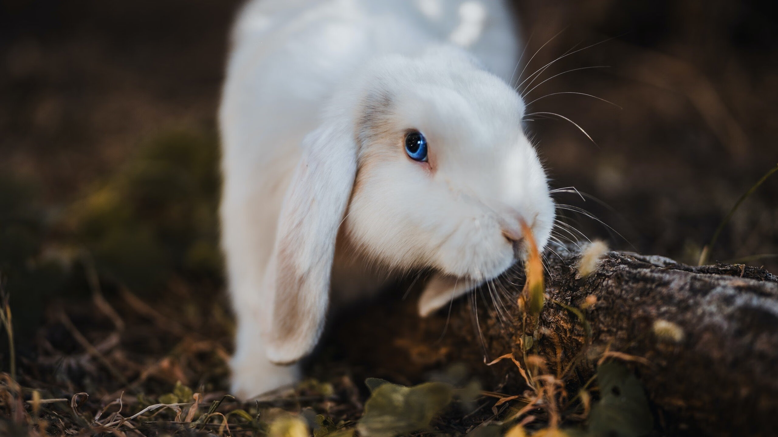 暗夜伏击未竟全功,王者底蕴绝境逢生—西班牙险胜加拿大启示录