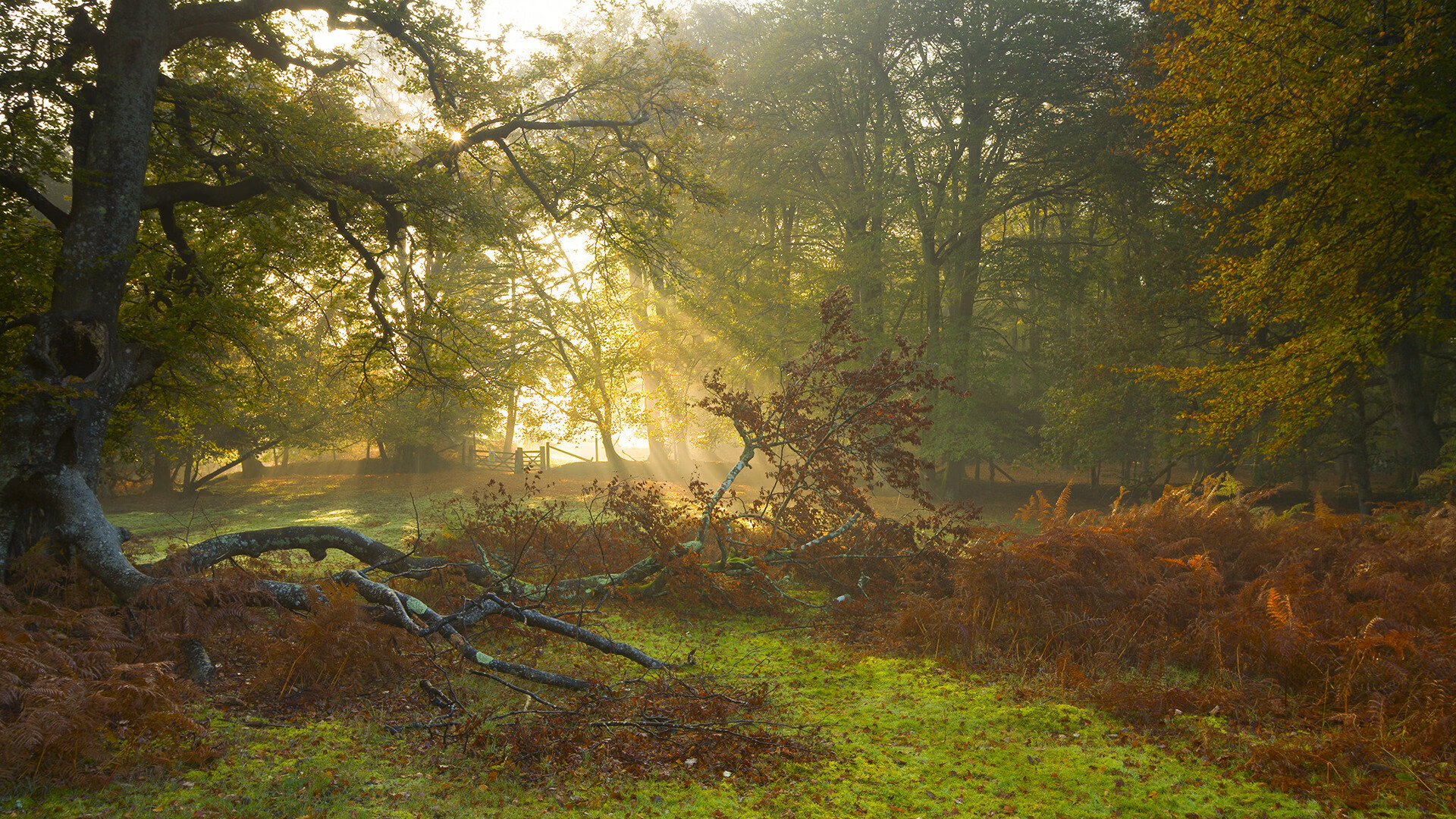 当波特兰的星光穿透五棵松,利拉德之夜与雷霆体系下的跨洋对话