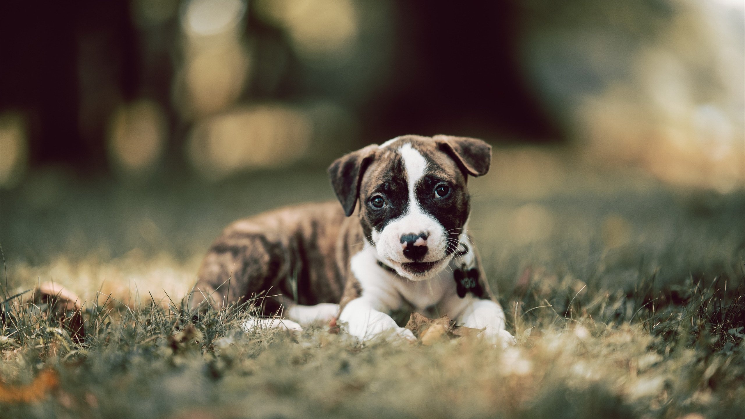 归化之谜，格列兹曼一锤定音，马里强行终结阿尔及利亚非洲杯征程