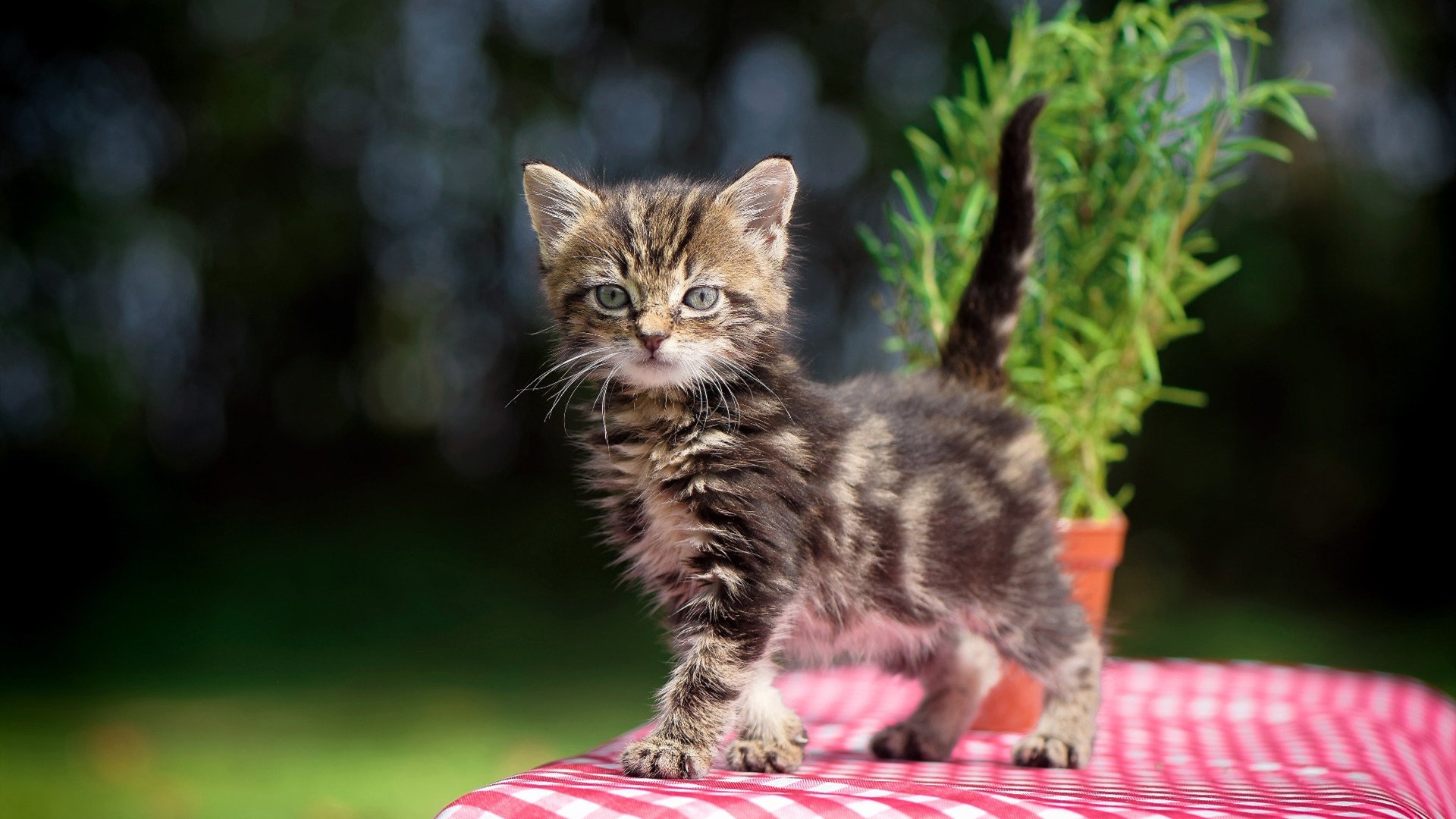 NBA季后赛氛围下的足球盛宴，尼斯加时险胜塞内加尔