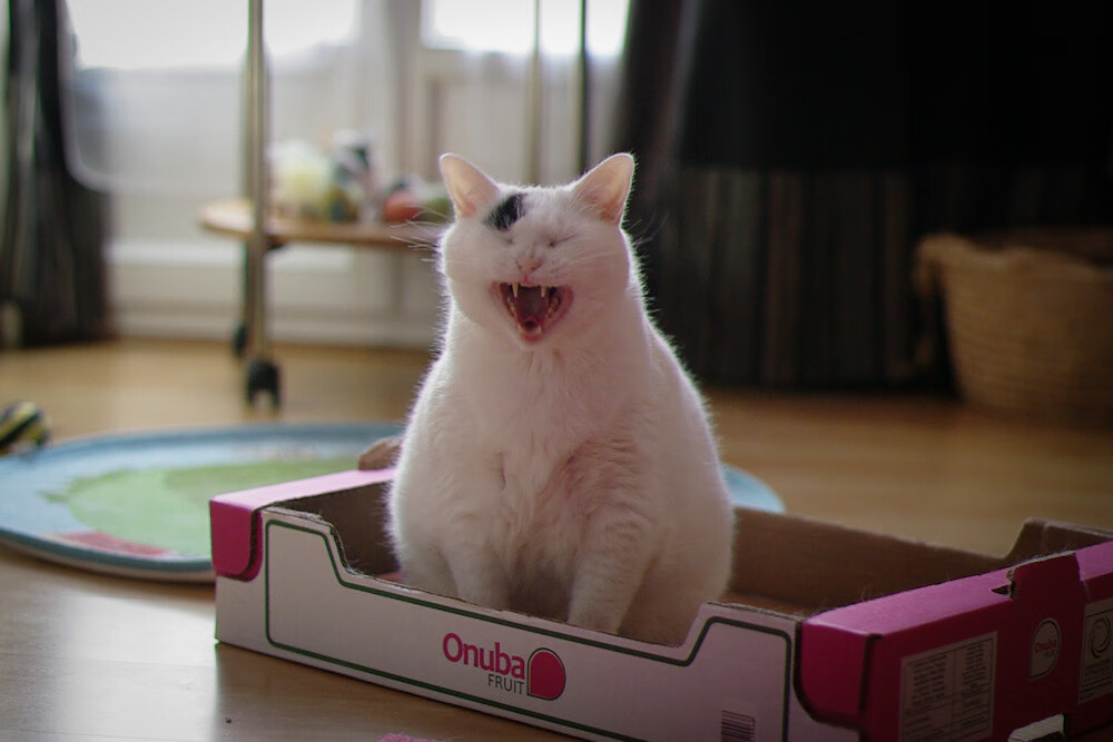 魔幻现实，当班凯罗的魔术点燃东方赛场，上海队用一记绝杀封存骑士的夜晚