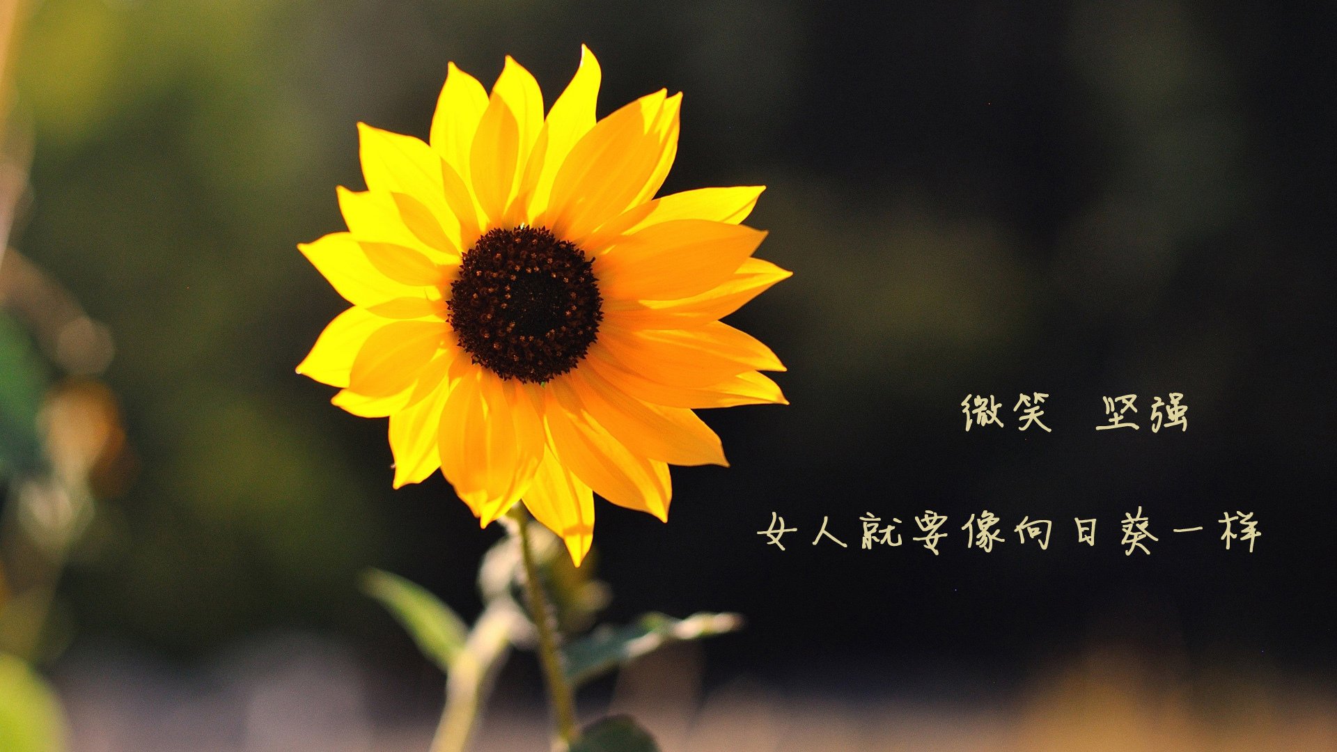 开云平台-驯鹰术,哈登的箭与老鹰脱落的羽毛
